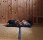 Miksi koira harjoittaa?